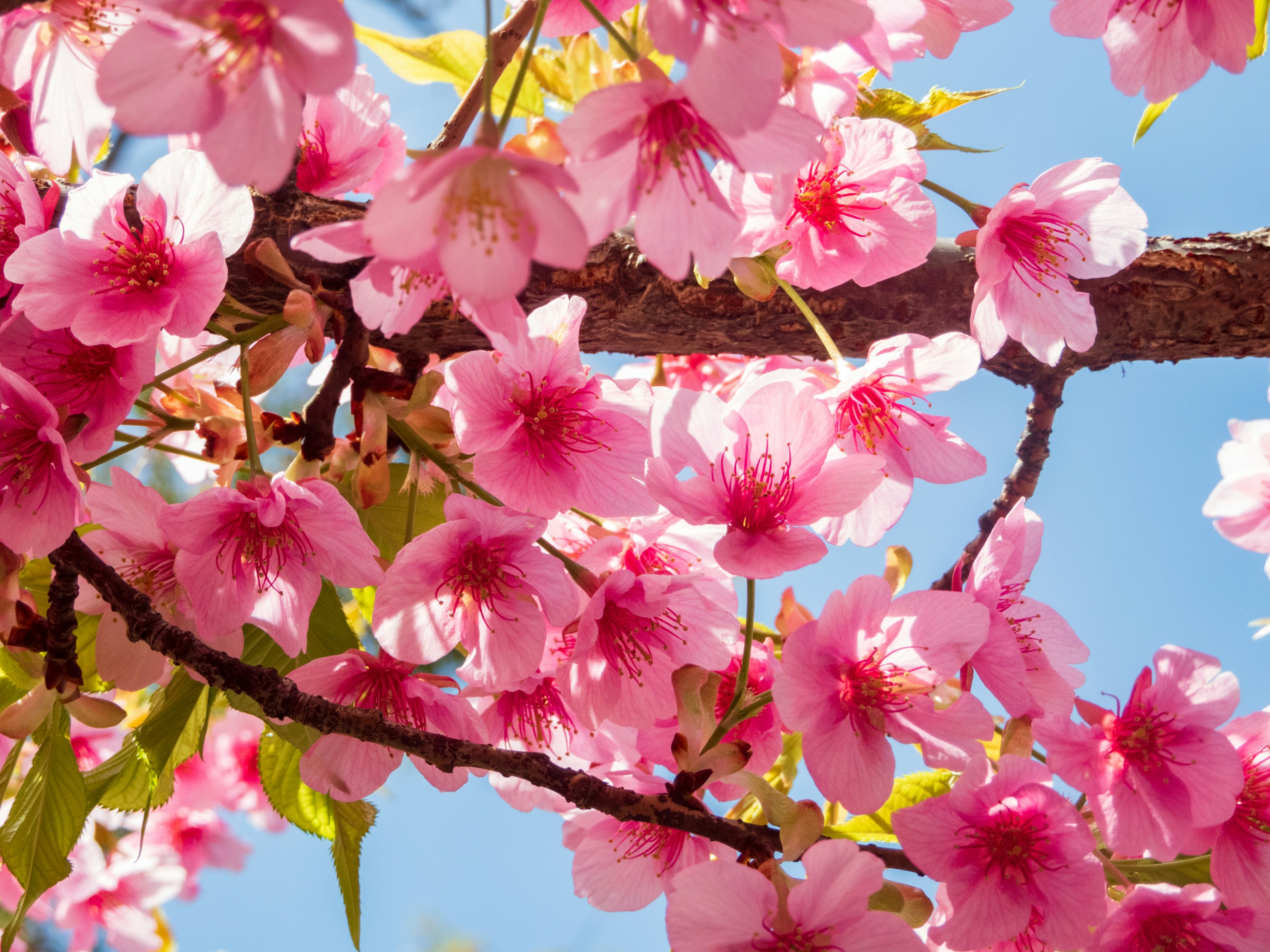 Photo by heppoko_yama