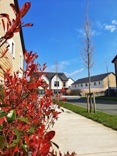 A suburban street with newly constructed houses in a residential area. The foreground features vibrant red-leafed bushes next to a paved sidewalk. The road is lined with young, leafless trees and there is a clear blue sky overhead. One of the houses has a stop sign nearby.