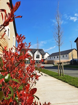 A suburban street with newly constructed houses in a residential area. The foreground features vibrant red-leafed bushes next to a paved sidewalk. The road is lined with young, leafless trees and there is a clear blue sky overhead. One of the houses has a stop sign nearby.