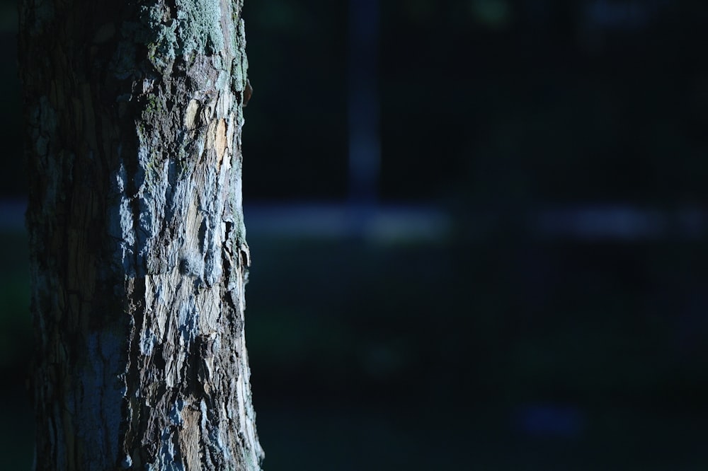 a close up of the bark of a tree