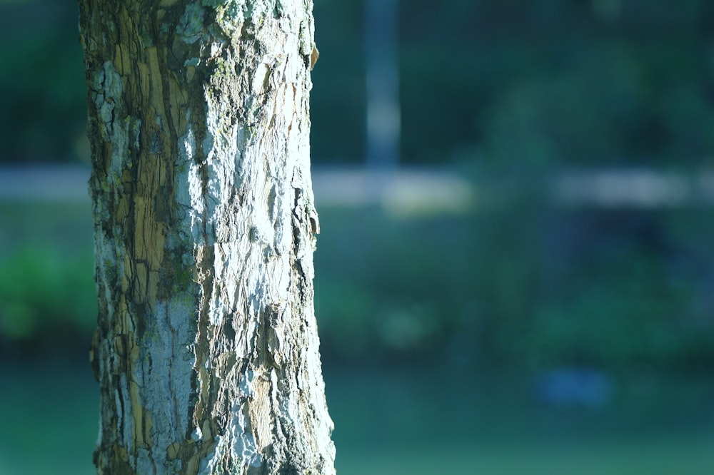 a close up of a tree trunk with a blurry background