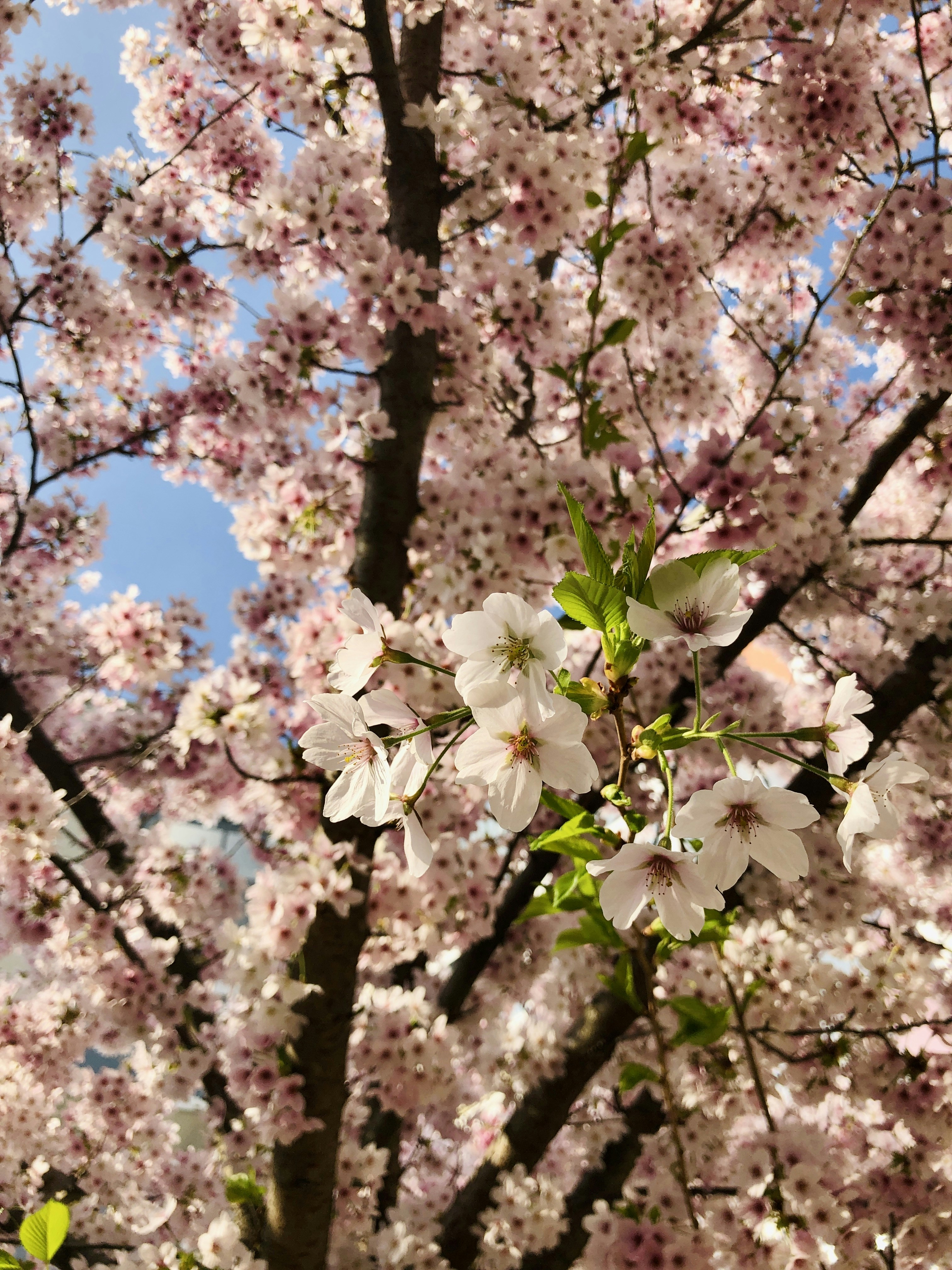 a close up of a tree with lots of flowers