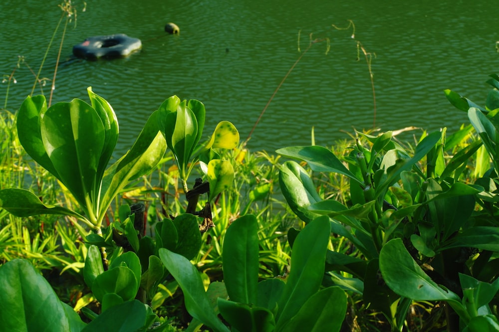 a body of water surrounded by lush green plants