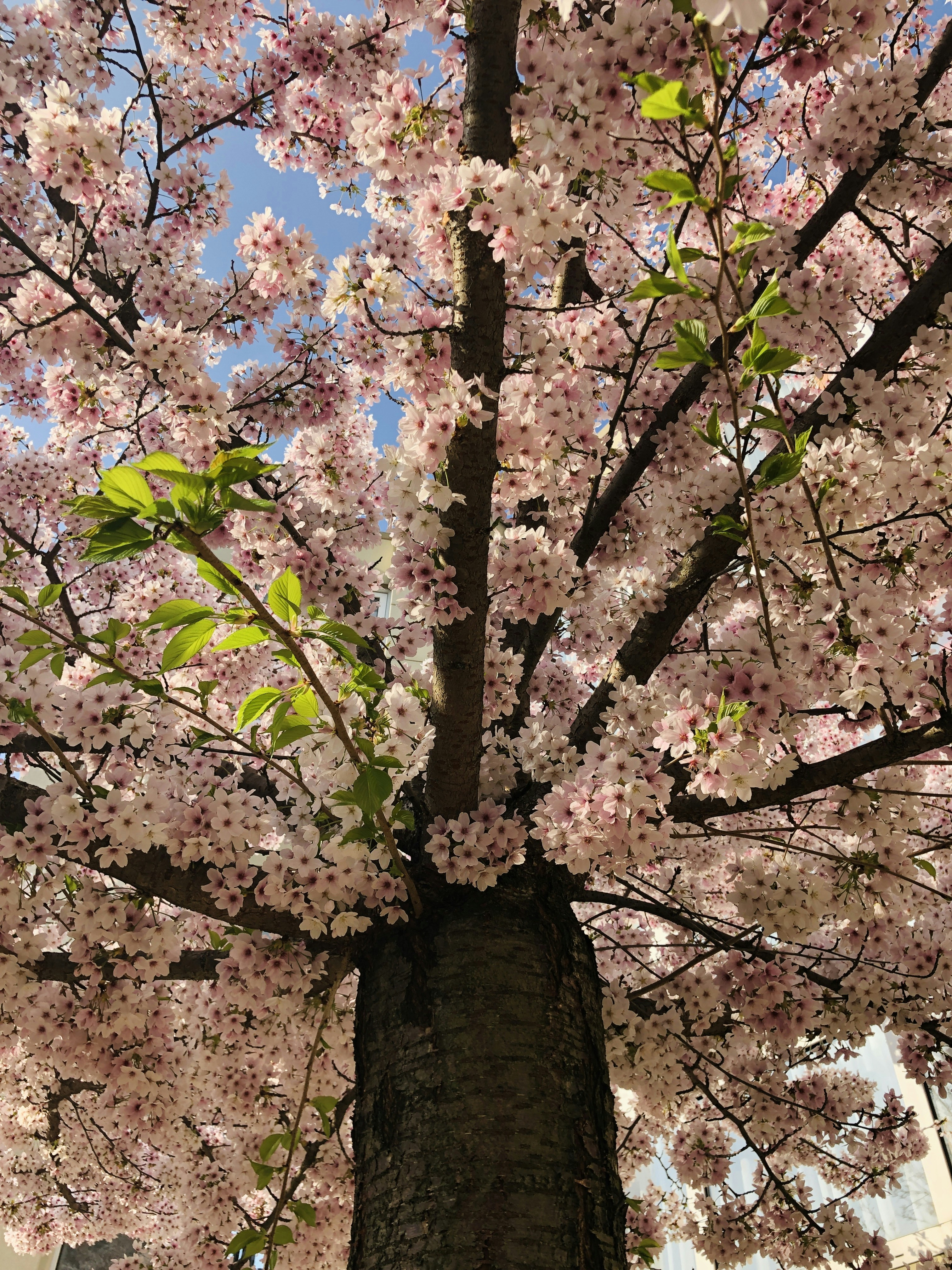 a tree with lots of pink flowers on it