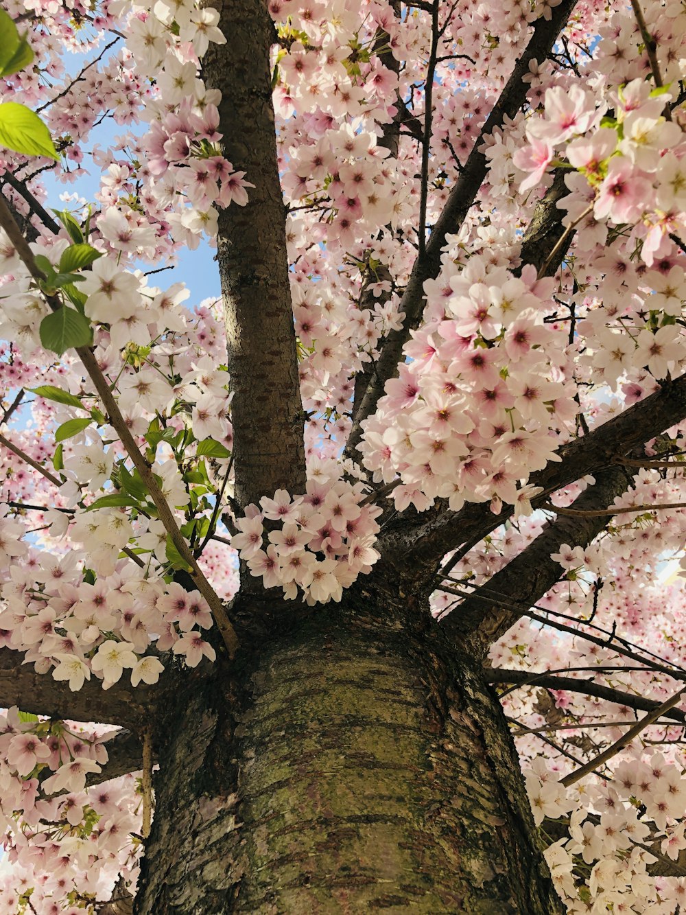 a large tree with lots of pink flowers on it