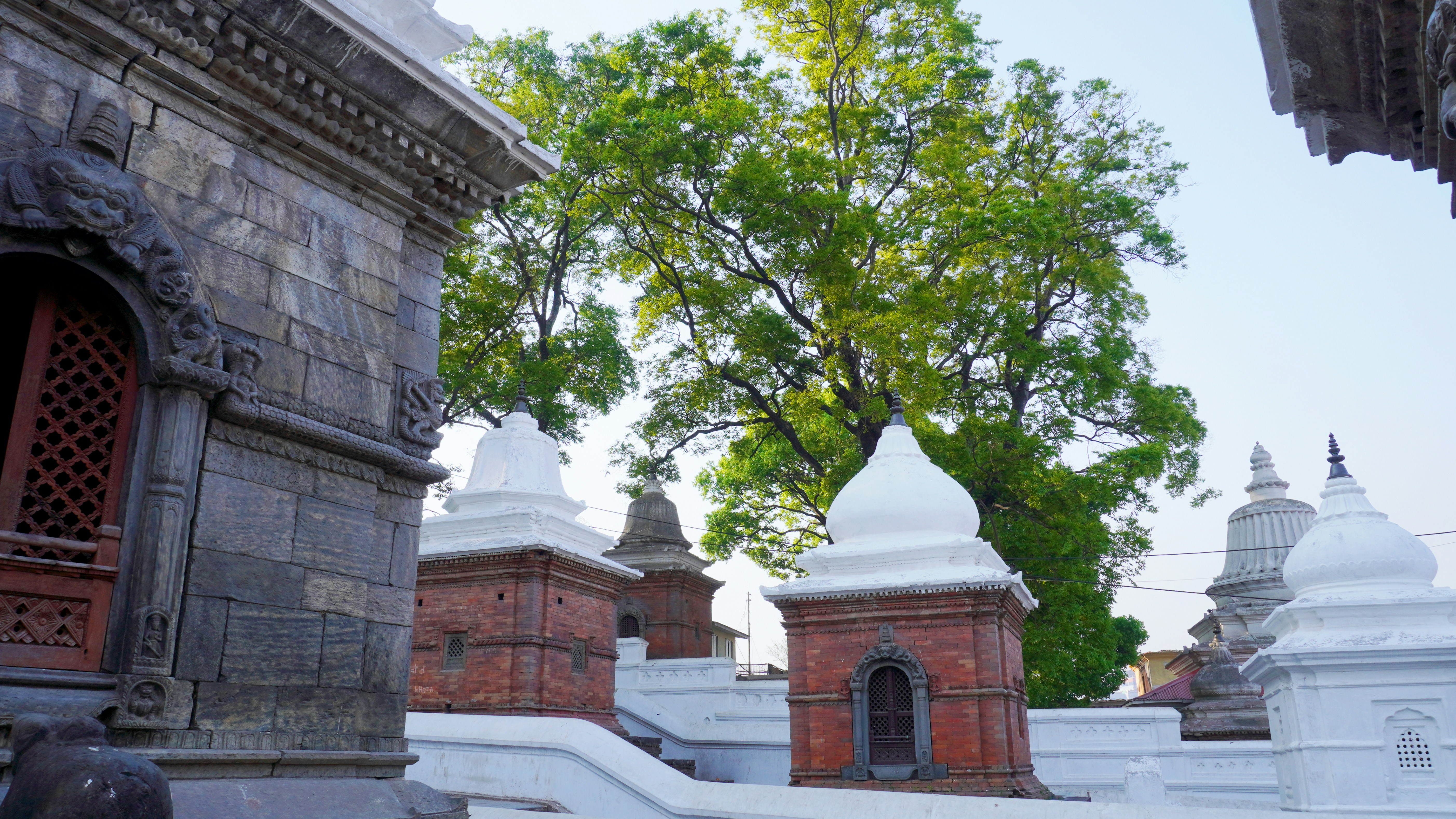 a group of buildings with a tree in the background