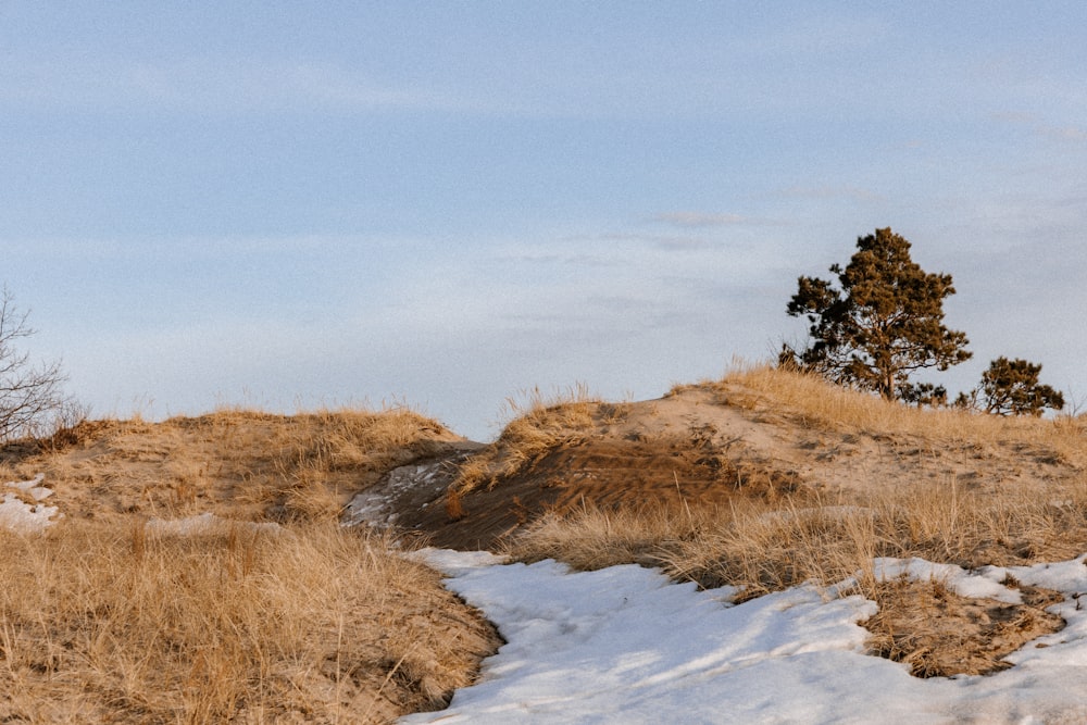 a lone tree on top of a snow covered hill