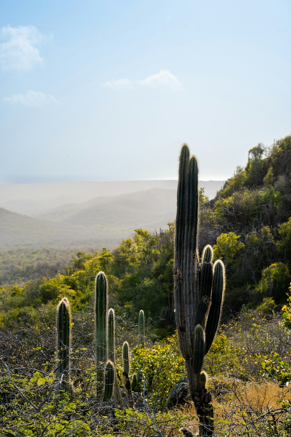 Un gros cactus au milieu d’un champ