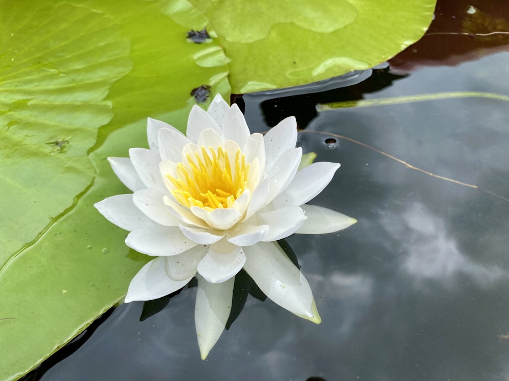 a white and yellow flower floating on top of a pond