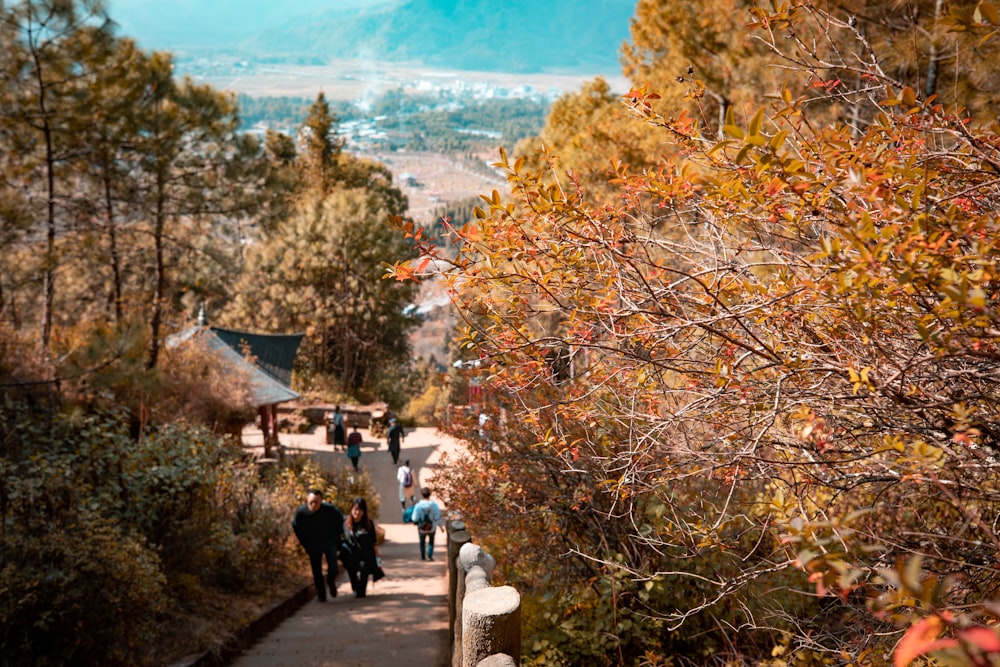 a group of people walking down a path in the woods