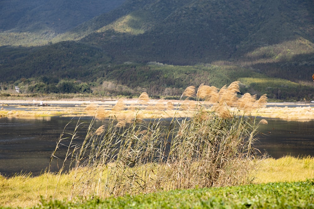 a grassy area with a body of water and mountains in the background