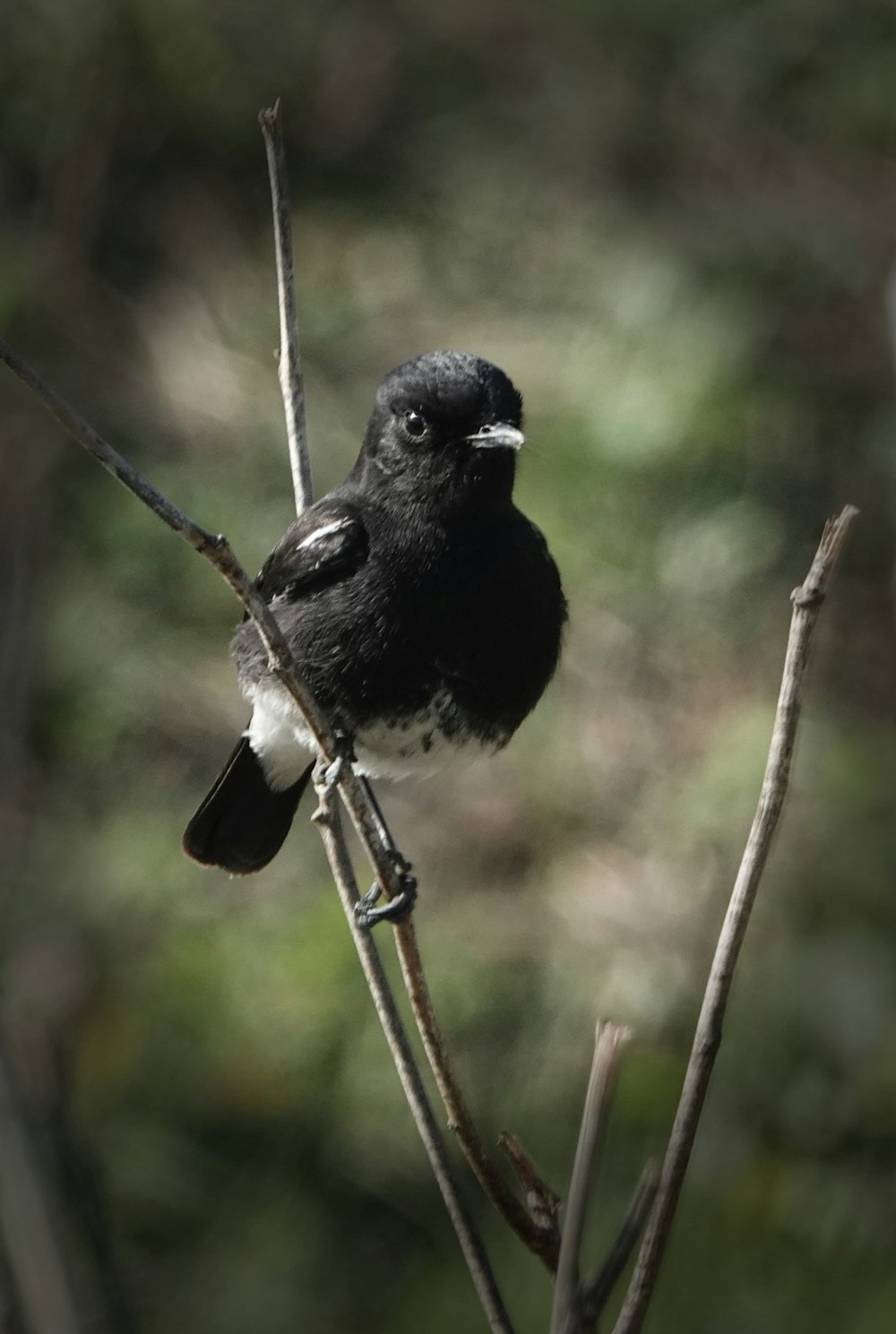 a small black bird sitting on top of a tree branch