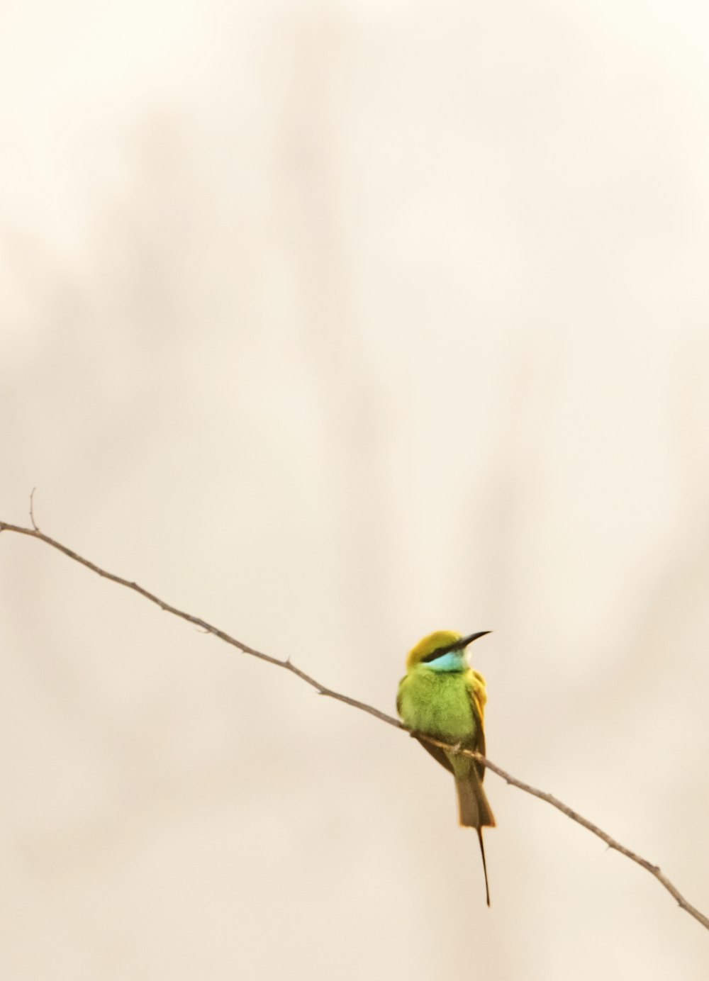 un petit oiseau vert assis au sommet d’une branche