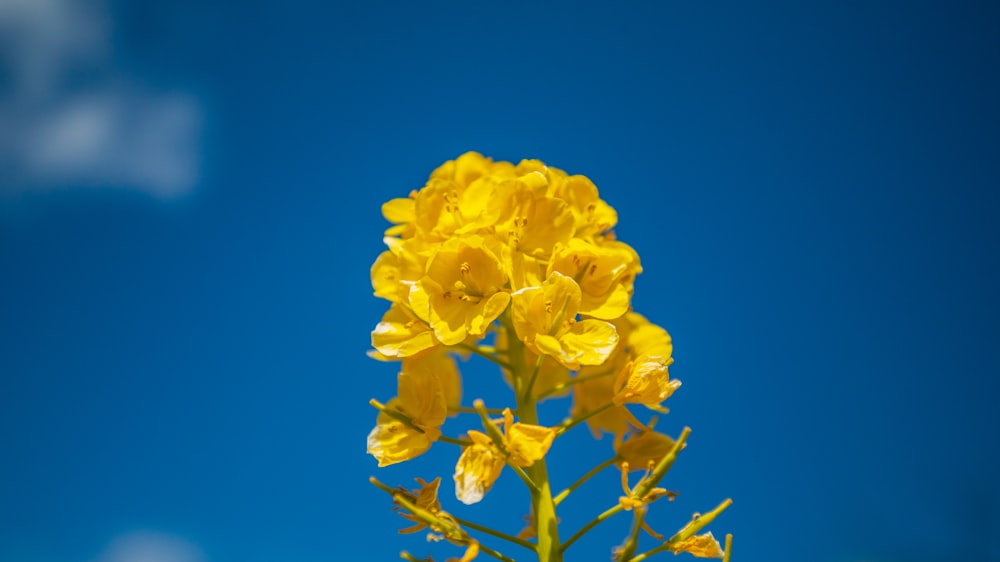 a close up of a yellow flower with a blue sky in the background