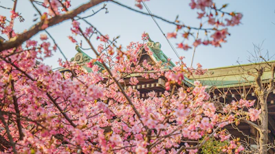 A serene temple surrounded by cherry blossoms in full bloom during springtime.