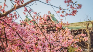 Cherry blossoms in full bloom framing a traditional temple in Kyoto.