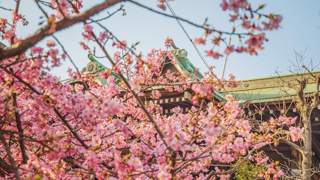 Cherry blossoms are in full bloom, framing a traditional Japanese temple roof with intricate architectural details. The delicate pink flowers contrast against the blue sky, creating a serene and picturesque scene.