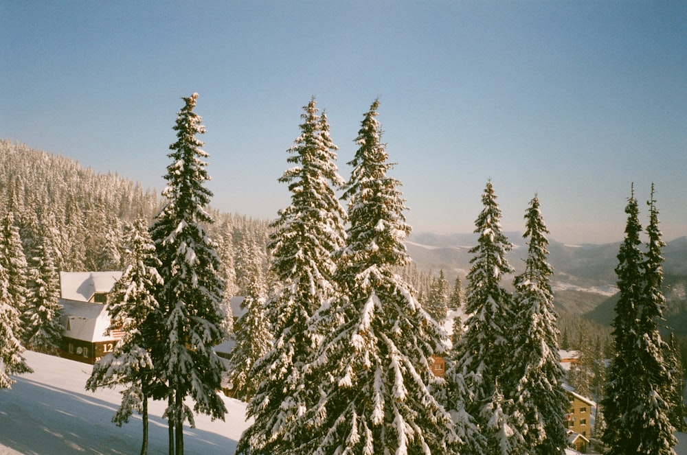 uma floresta coberta de neve com uma casa ao fundo