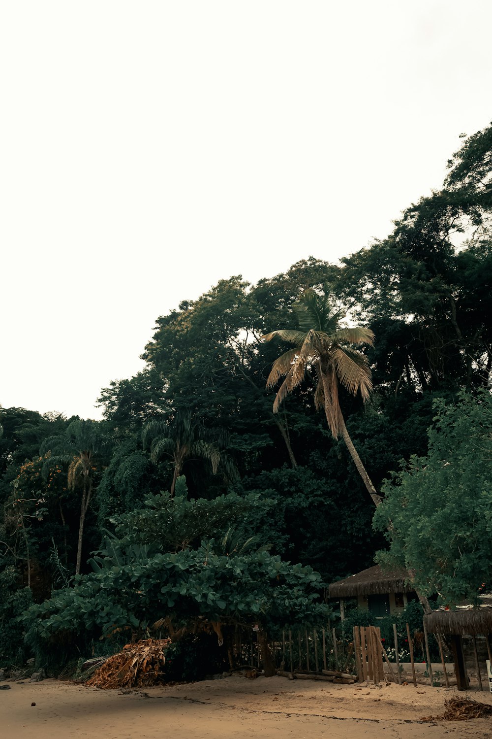 a beach with trees and a hut in the background