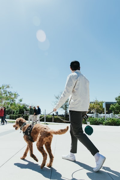 A man walking a dog on a leash, demonstrating the kind of focused heel work that helps reactive dogs