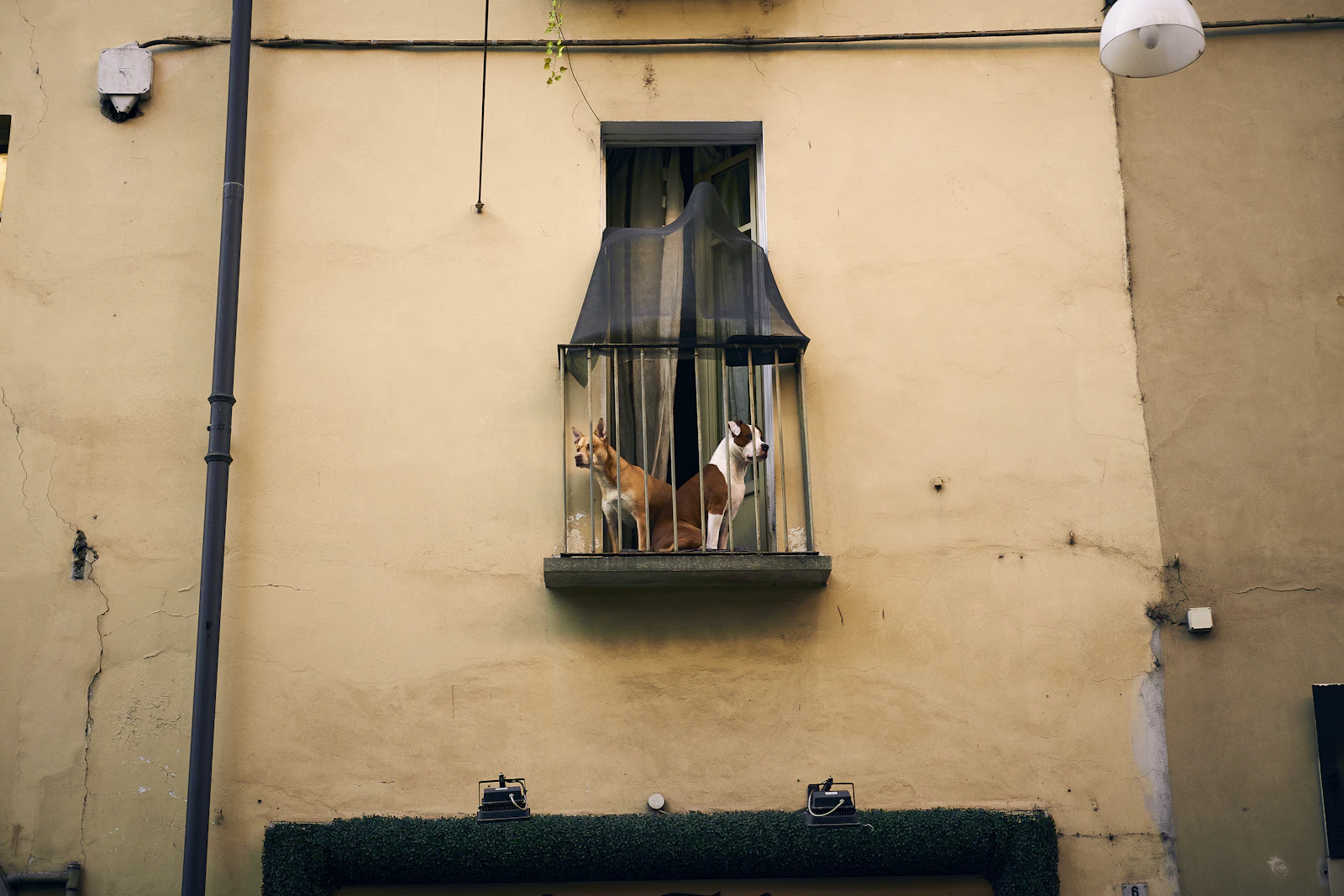 Persona paseando con su perro por una calle empedrada de una ciudad italiana