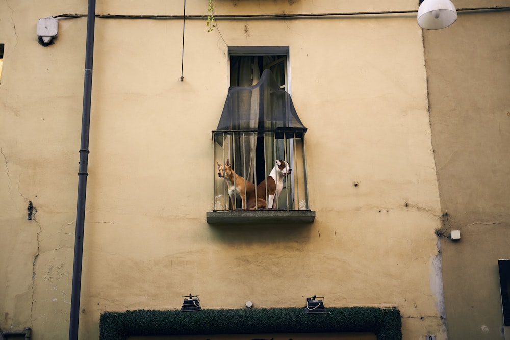 a couple of dogs are looking out of a window