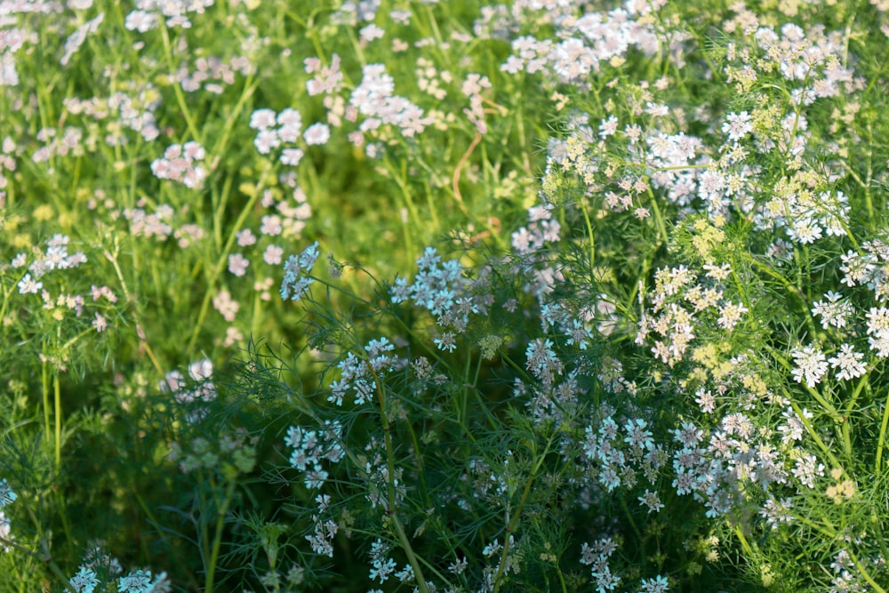 a bunch of flowers that are in the grass