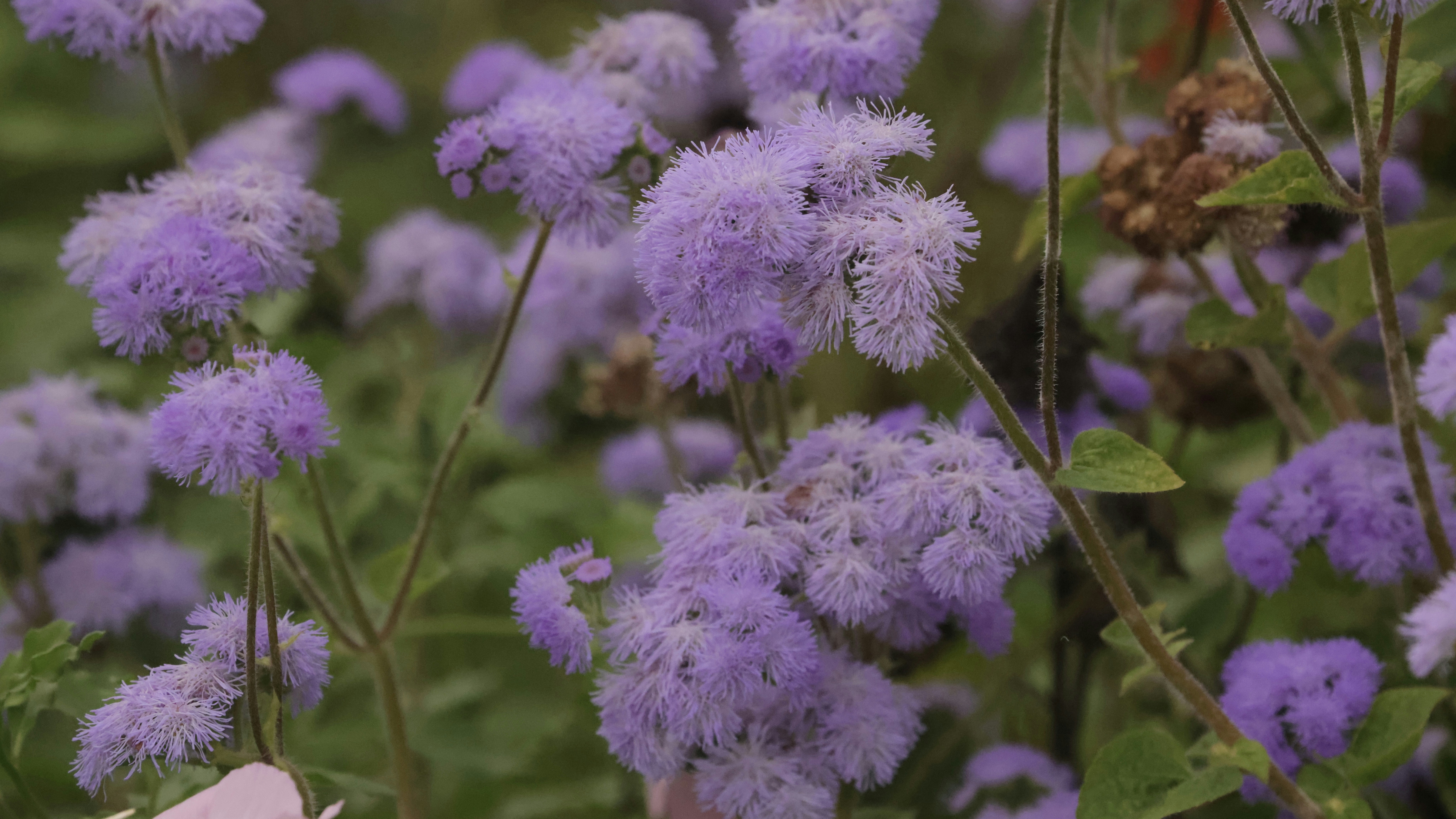 Photo by dickenslin76