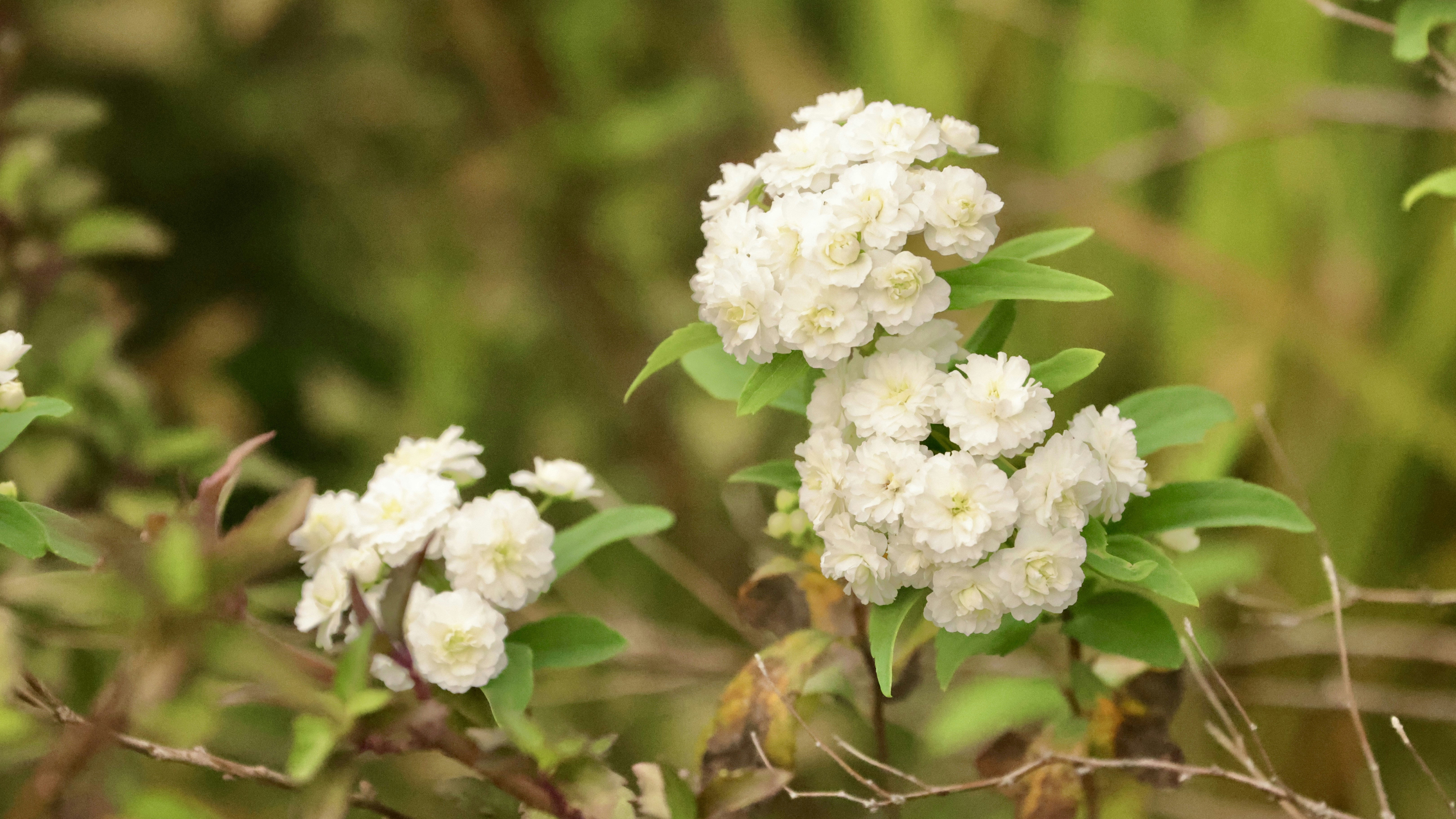 Photo by dickenslin76