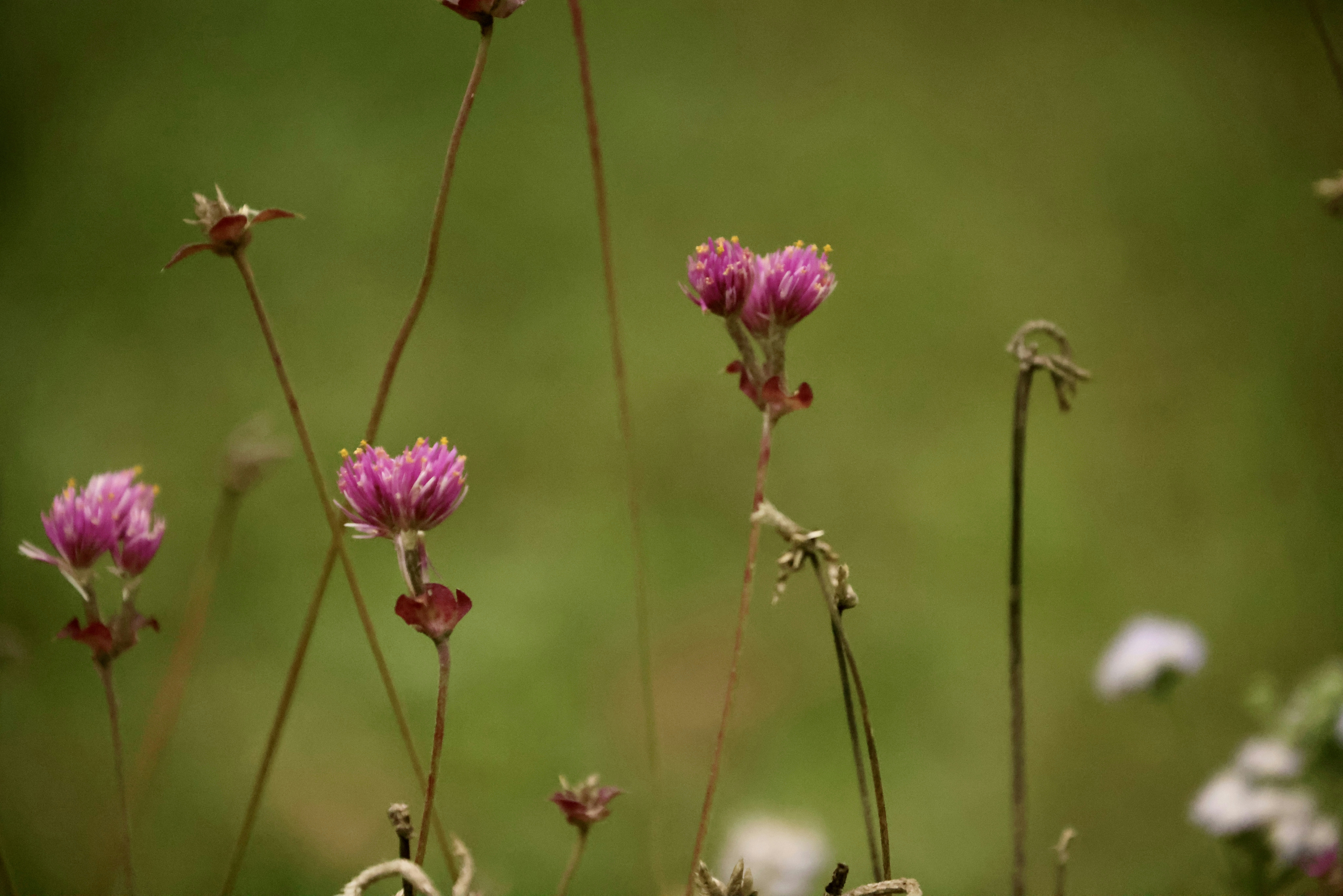 Photo by dickenslin76