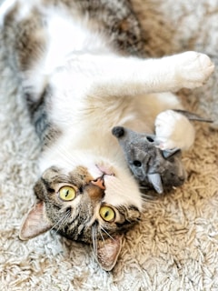 A cat lounging on a soft blanket with a toy mouse.