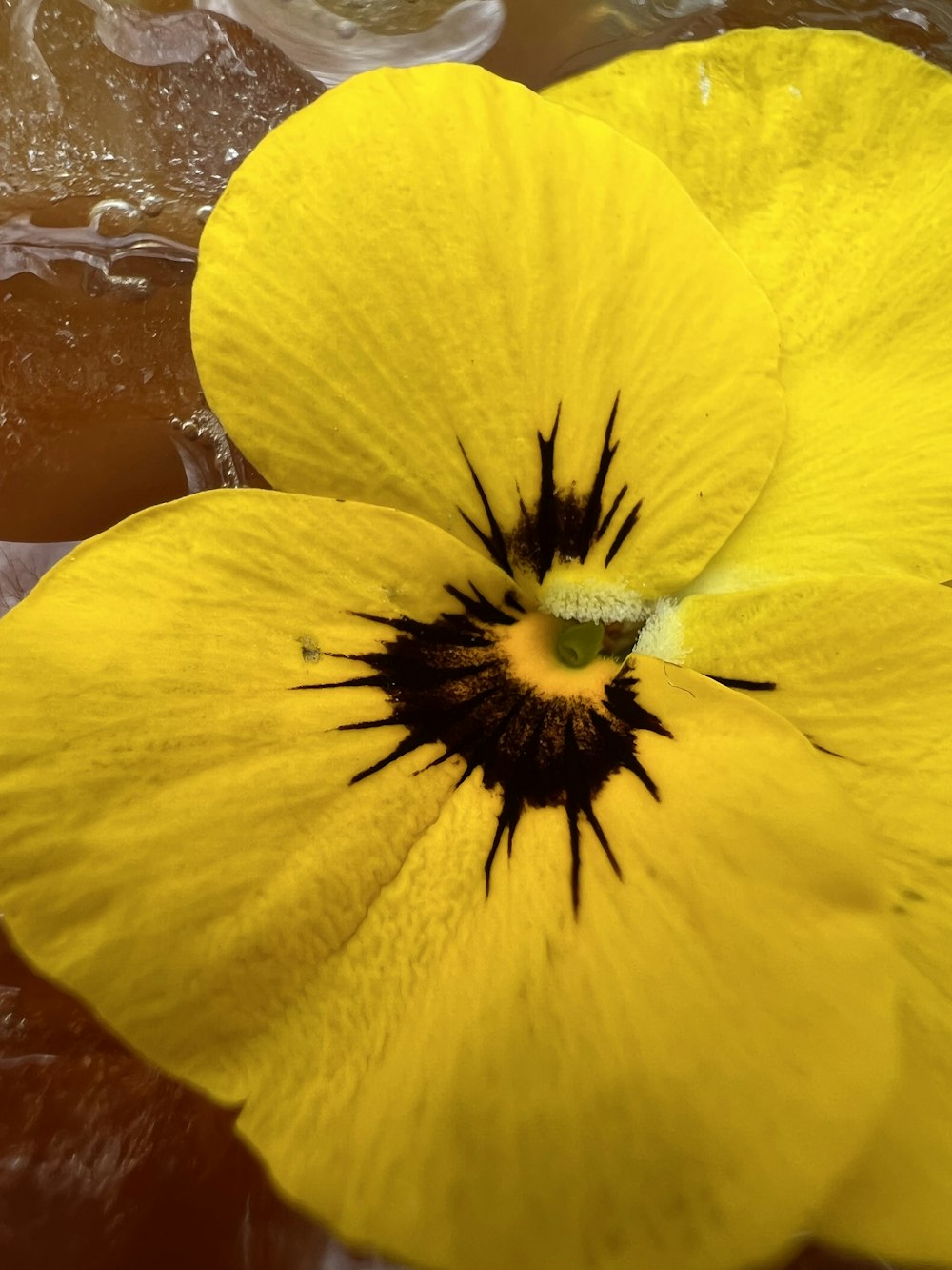 a close up of a yellow flower on ice