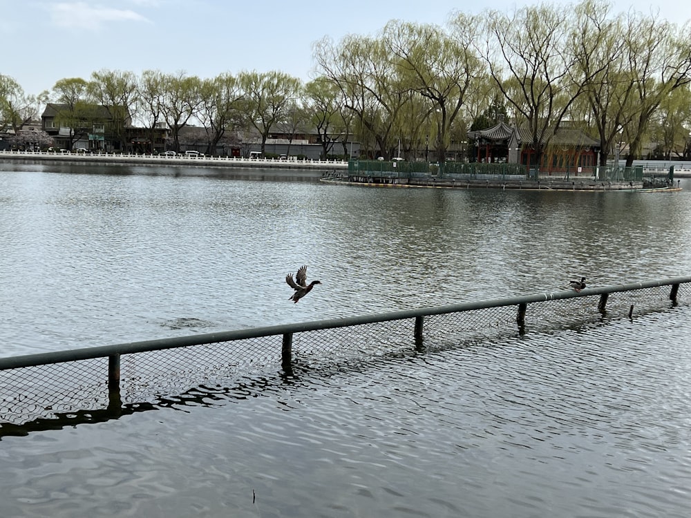 a bird is flying over the water near a fence