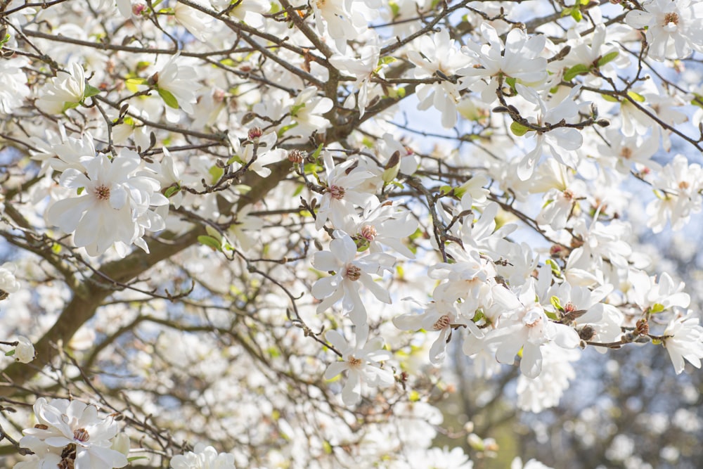 a tree with white flowers and green leaves