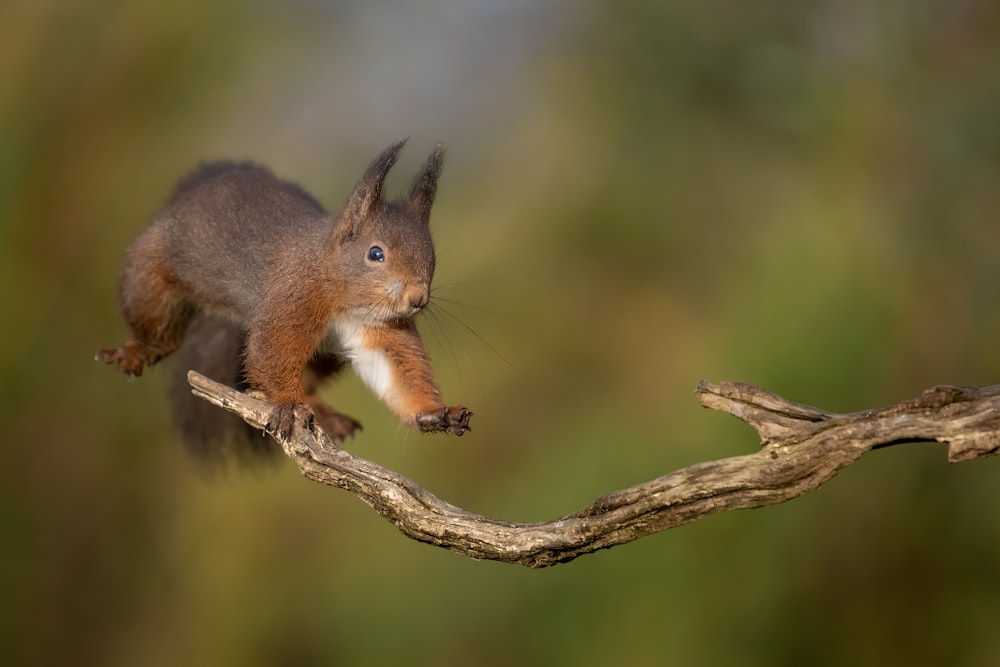 a squirrel is standing on a tree branch