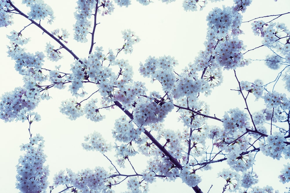 a branch of a tree with white flowers