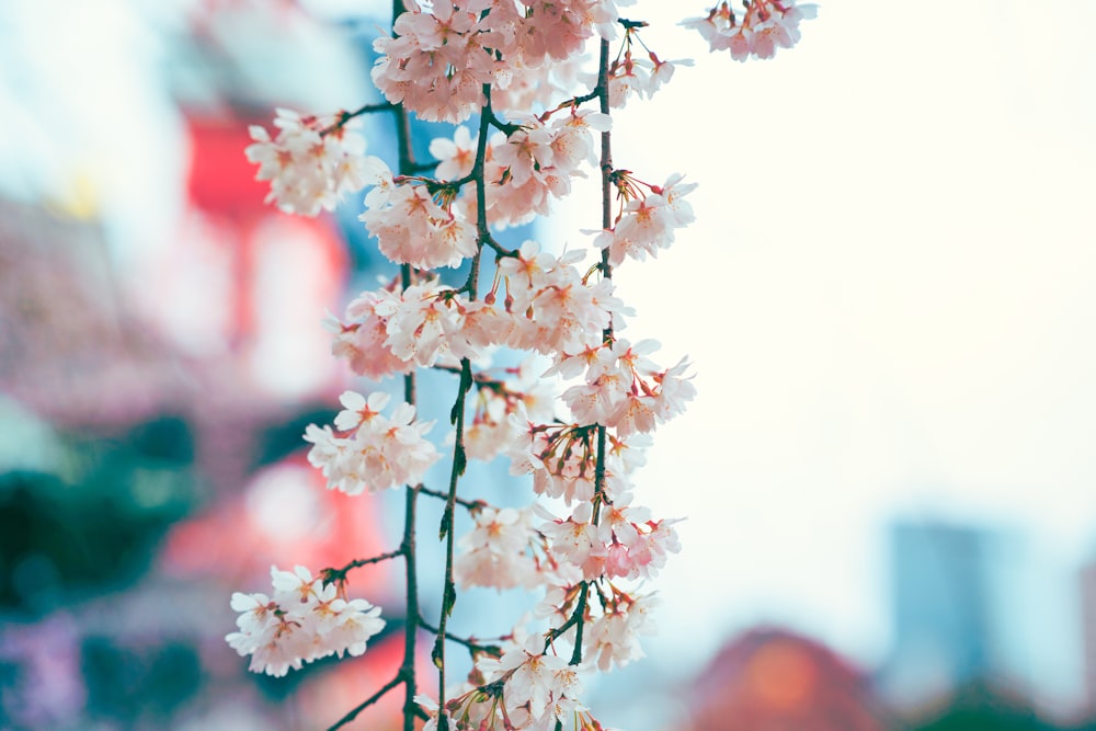 a bunch of flowers that are on a pole