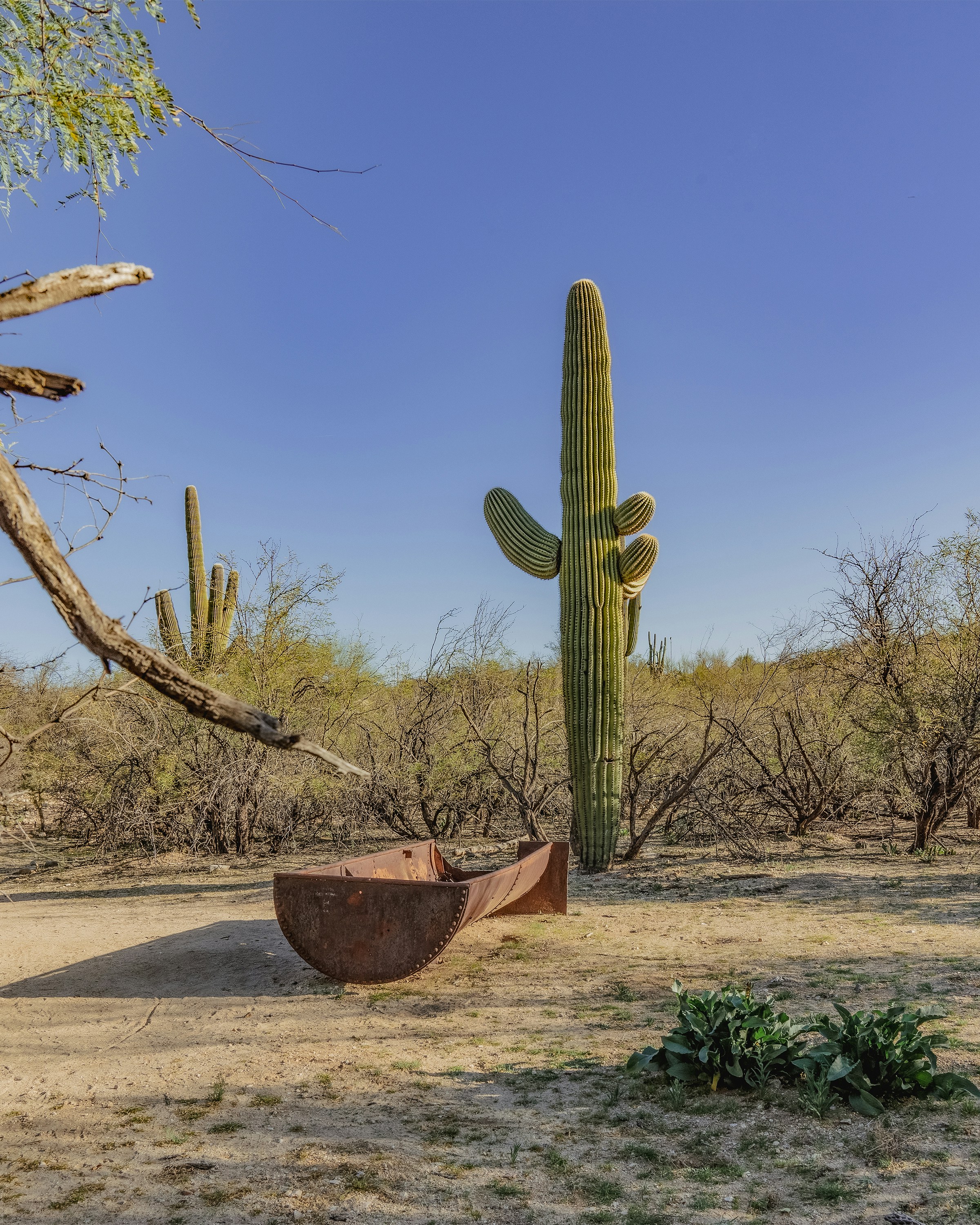 a large cactus sitting in the middle of a desert