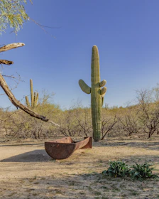 a large cactus sitting in the middle of a desert