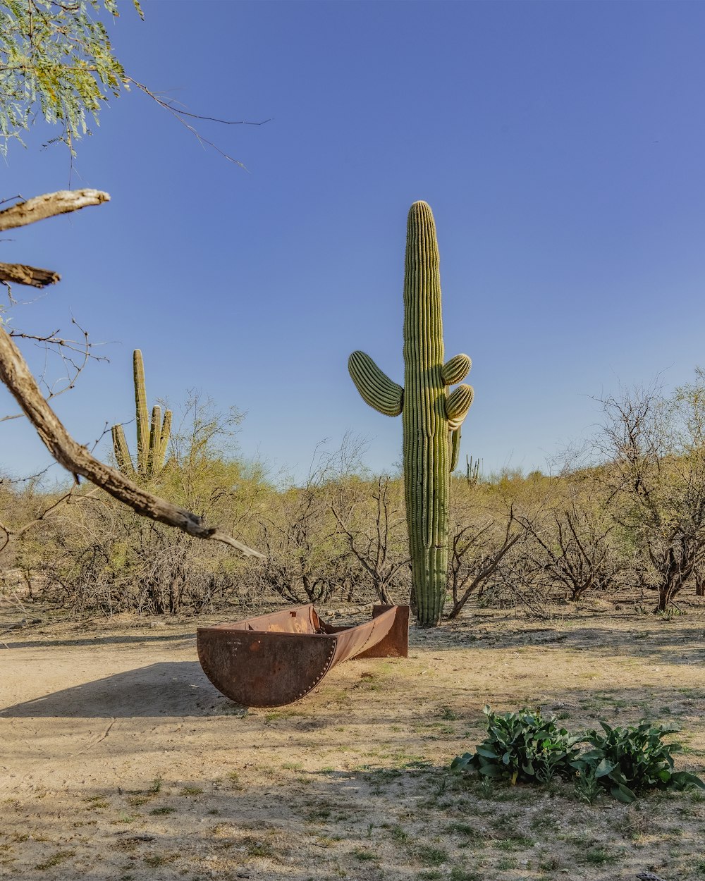a large cactus sitting in the middle of a desert