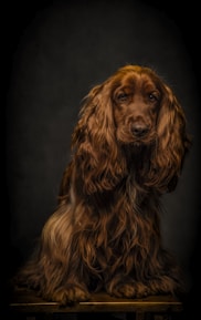 A long-haired dog with a rich, brown coat sits against a dark background. The fur is flowing and luxurious, and the dog has a calm, thoughtful expression.