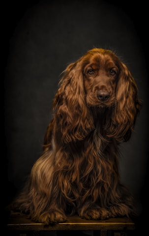 A long-haired dog with a rich, brown coat sits against a dark background. The fur is flowing and luxurious, and the dog has a calm, thoughtful expression.