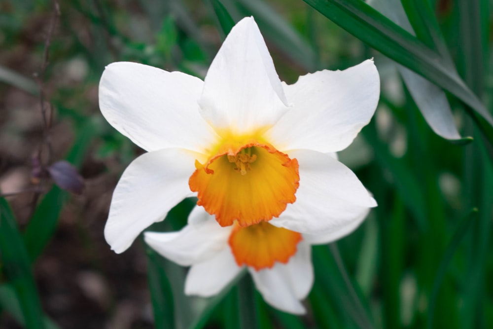 a close up of a white and orange flower