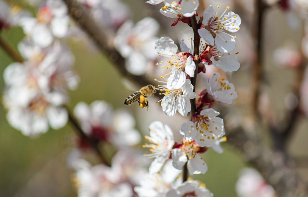 a bee on a branch of a blossoming tree