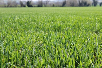 a field of green grass with trees in the background