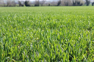 a field of green grass with trees in the background