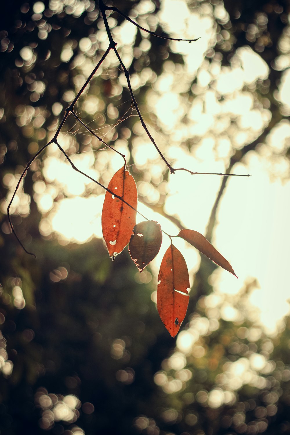 a tree branch with some red leaves hanging from it