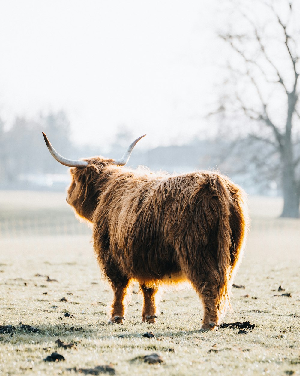 a long haired yak standing in the middle of a field
