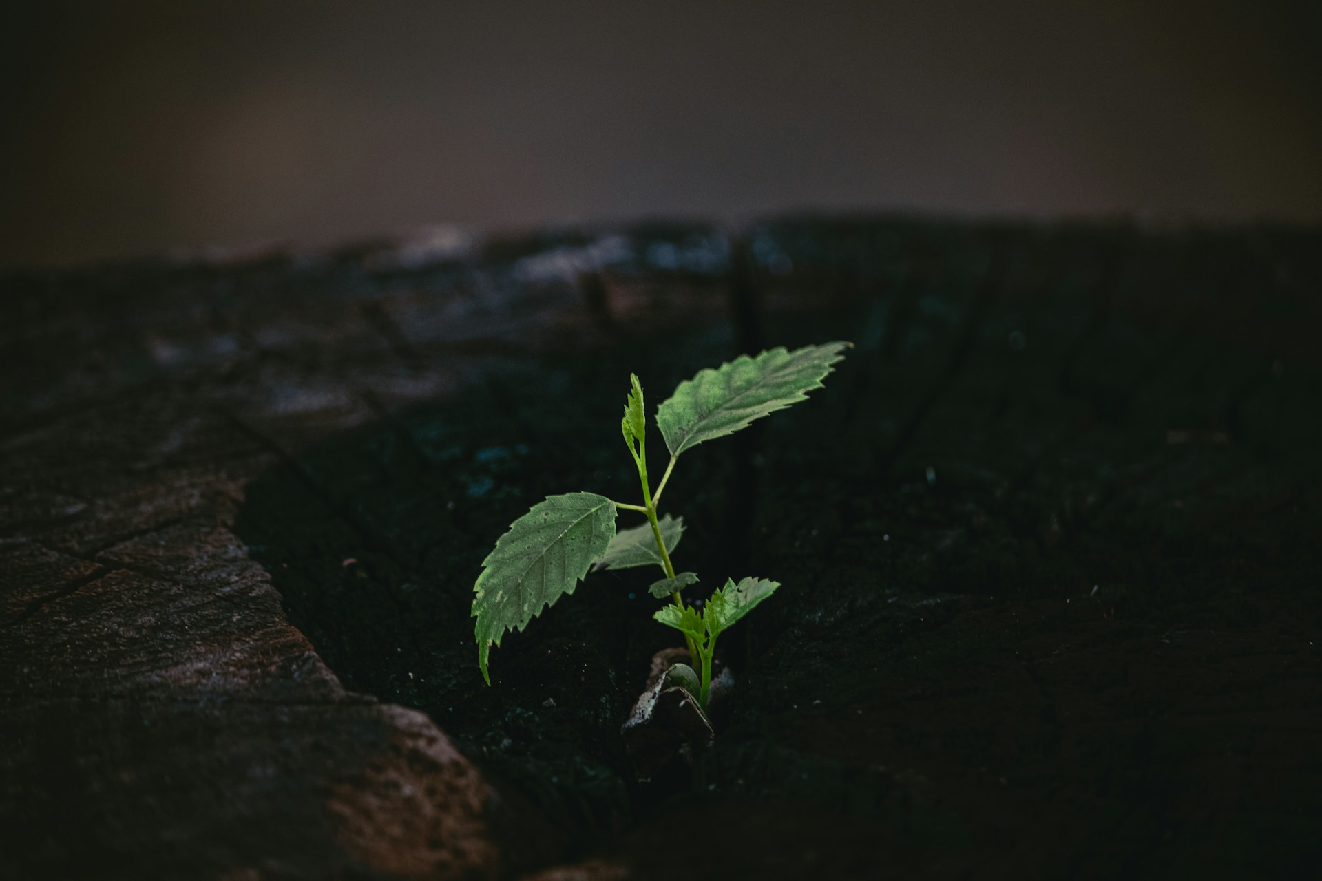 a small green plant sprouts from the ground