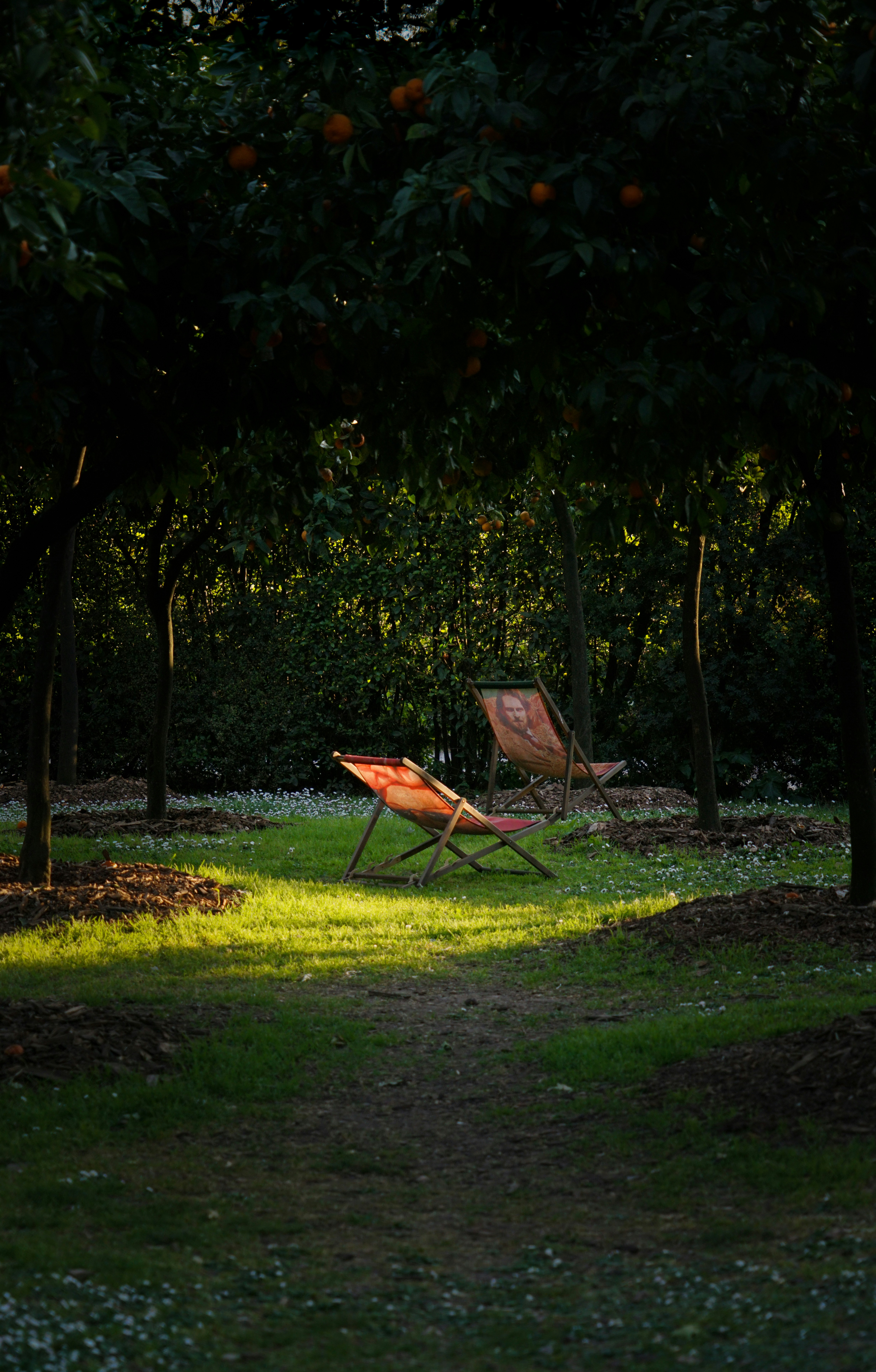 une chaise de jardin assise à l’ombre d’un oranger